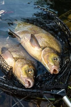 Ultimate Coarse Fishing Net 50 X 40 Cm -Sports - Freshwater Fishing 123c10c7cbb185a2