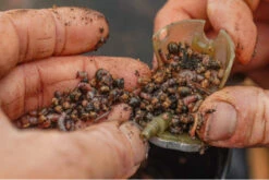 Guru Maggot Feeder (multiple Options) -Sports - Freshwater Fishing fa88d7741877a72c